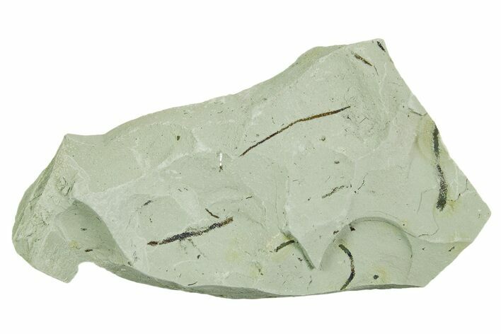 Plate of Silurian Fossil Algae (Kalania) Fossils - Estonia #369731